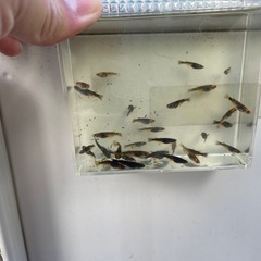 メダカの画像