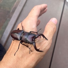 ノコギリクワガタ
ペア(♂60㍉前後)の画像