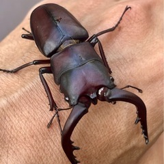 ノコギリクワガタ
ペア(♂60㍉前後)の画像