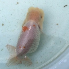 優良系統 らんちゅう 当歳 大 の画像