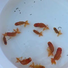 らんちゅう　選別漏れ　10匹の画像