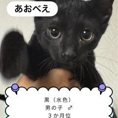 黒ネコあおべえ