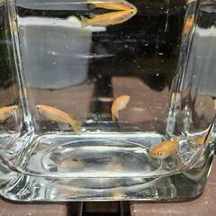 去年生まれのオレンジメダカさんの画像