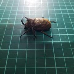 サビイロカブトの画像