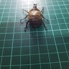 サビイロカブトの画像