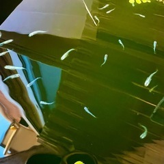 【🟢緑光メダカ】新サイズ出品1.5cm幼魚🐟①の画像