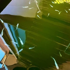 【🟢緑光メダカ】新サイズ出品1.5cm幼魚🐟①の画像