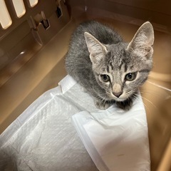 まん丸お目目の3ヶ月弱の男の子🐱