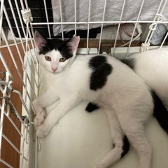 5ヶ月の女の子ののちゃん - 猫