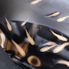 紅天女　稚魚　15匹の画像