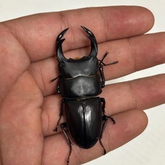 大阪府高槻市産F1　
オオクワガタ幼虫4頭の画像