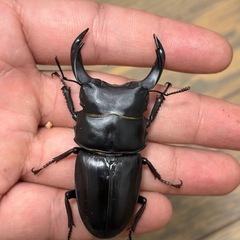 大阪府高槻市産F1　
オオクワガタ幼虫4頭の画像