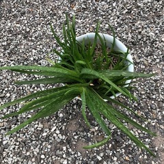 アロエベラの画像
