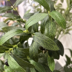 【フェイクグリーン】【観葉植物】【管理番号12707】町の画像
