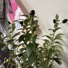 【フェイクグリーン】【観葉植物】【管理番号12707】町の画像
