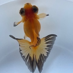 (終了)金魚 蝶尾 当歳 自家産の画像
