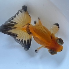 (終了)金魚 蝶尾 当歳 自家産の画像