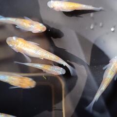 桜餅　若魚10匹の画像