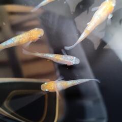 桜餅　若魚10匹の画像