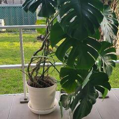 鉢植えモンステラの画像