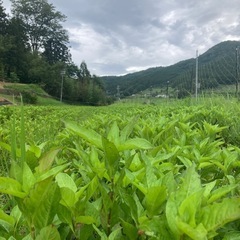 2025年8月2日　大阪能勢　藍の生葉染めWS  夏限定　お子様の自由研究にもの画像
