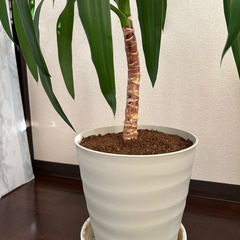 ドラセナ　人気の観葉植物　高さ147cm元気です。店舗や建物のロビー・エントランスなどにピッタリの画像