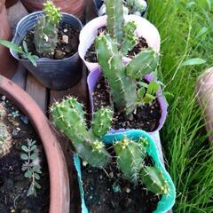 無農薬　植物　抜き苗の画像