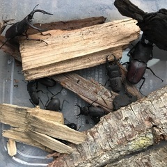 クワガタなど1匹、選んで持ってってくださいの画像