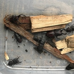 クワガタなど1匹、選んで持ってってくださいの画像