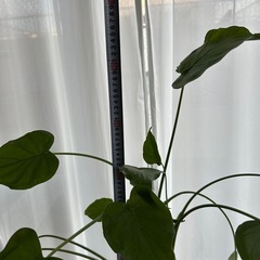 観葉植物 クワズイモの画像