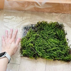 コツボゴケの画像