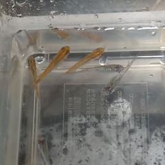 メダカ　　天界(オス) × 強青ラメサファイア(メス)　　セットの画像