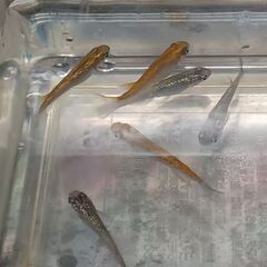 メダカ　　天界(オス) × 強青ラメサファイア(メス)　　セットの画像