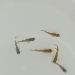 メダカ　　天界(オス) × 強青ラメサファイア(メス)　　セットの画像