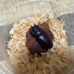 ノコギリクワガタ(成虫2ペア)の画像