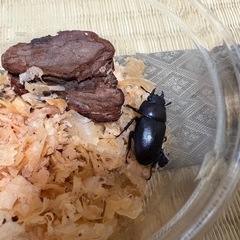 ノコギリクワガタ(成虫2ペア)の画像