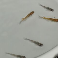 メダカ　　天界(オス) × 強青ラメサファイア(メス)　　セットの画像