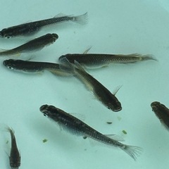 めだか　フロマージュ　11匹の画像