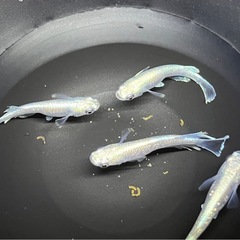 メダカの画像