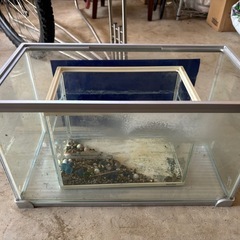 水槽、熱帯魚、メダカの画像