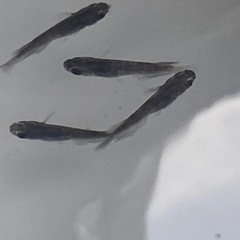 和墨リアルロングフィンめだかの画像