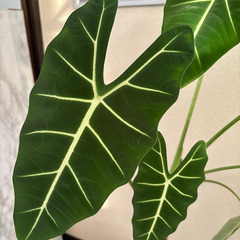 人気の観葉植物　グリーンベルベット　高さ100cm　美しいハート型の葉っぱが特徴です。の画像