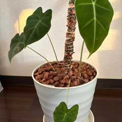 人気の観葉植物　グリーンベルベット　高さ100cm　美しいハート型の葉っぱが特徴です。の画像