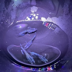 メダカ　ミッドナイトフリル　ラメ　2ペアの画像
