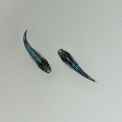 【メダカ 現物】黒衣 藍染 1ペア 発送可【期間限定】の画像
