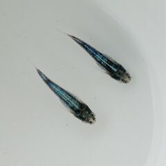 【メダカ 現物】黒衣 藍染 1ペア 発送可【期間限定】の画像