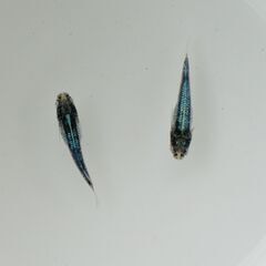 【メダカ 現物】黒衣 藍染 1ペア 発送可【期間限定】の画像
