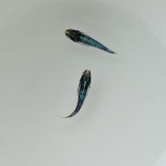 【メダカ 現物】黒衣 藍染 1ペア 発送可【期間限定】の画像