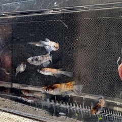 めだか　メダカ　和墨三色の画像