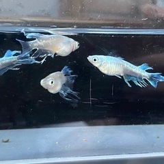 エルビスめだかの画像
